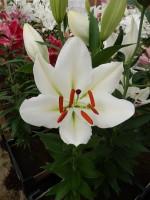 [3262 Silverio World B No102.JPG]